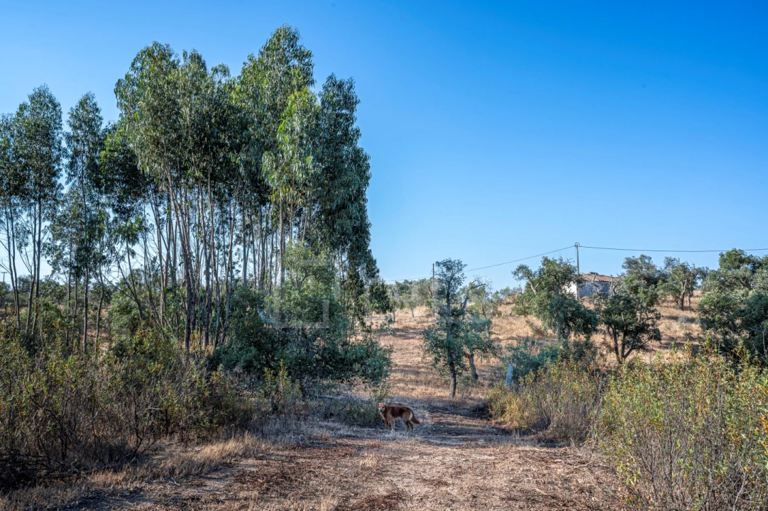 Terreno para Venda em São Francisco da Serra Foto 26