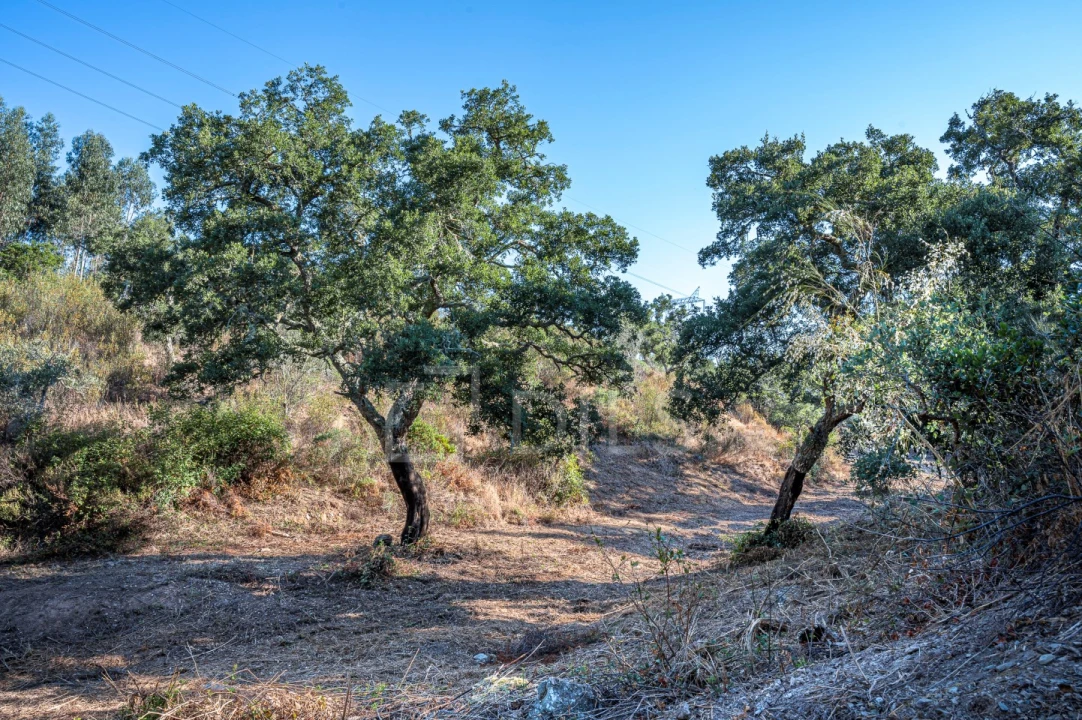 Terreno para Venda em São Francisco da Serra Foto 27