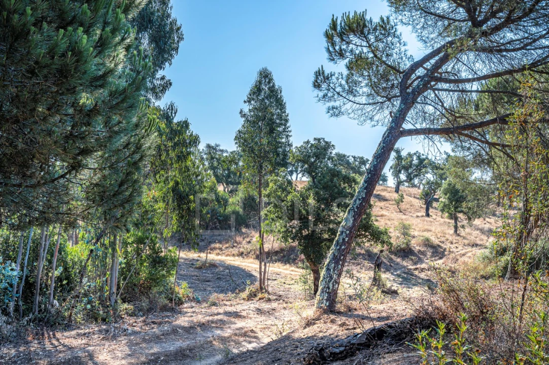 Terreno para Venda em São Francisco da Serra Foto 28