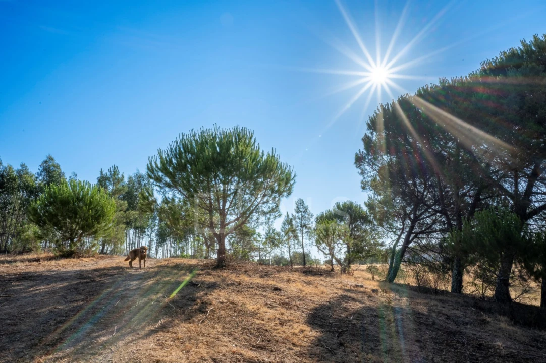 Terreno para Venda em São Francisco da Serra Foto 29