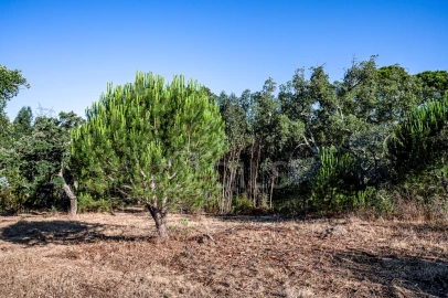 Terreno para Venda em São Francisco da Serra