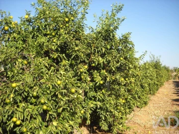 Terreno para Venda em Cabeça Gorda