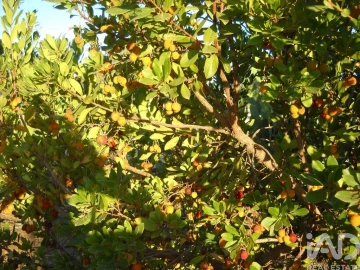 Terreno para Venda em Cabeça Gorda