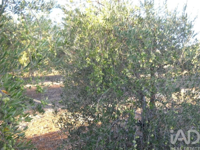Terreno para Venda em Cabeça Gorda Foto 9