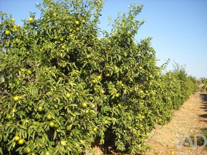 Terreno para Venda em Cabeça Gorda Foto 8