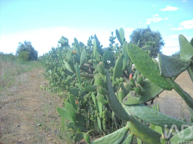 Terreno para Venda em Cabeça Gorda Foto 18