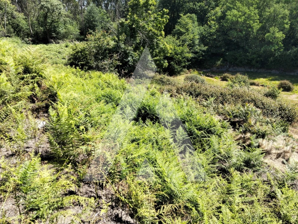 Terreno Agricola ou Rústico para Venda em Navió e Vitorino dos Piães Foto 17