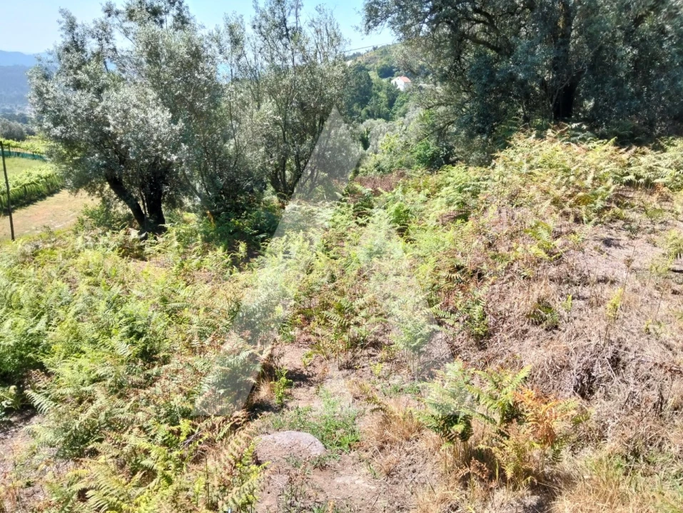 Terreno Agricola ou Rústico para Venda em Navió e Vitorino dos Piães Foto 18