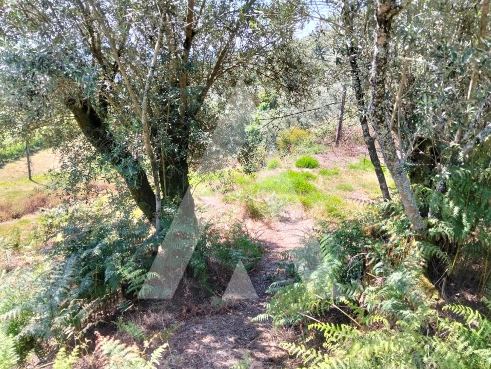 Terreno Agricola ou Rústico para Venda em Navió e Vitorino dos Piães Foto 21