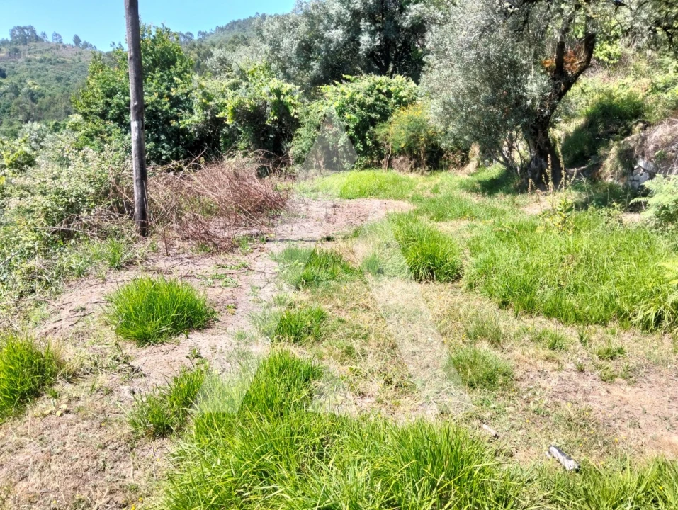 Terreno Agricola ou Rústico para Venda em Navió e Vitorino dos Piães Foto 24