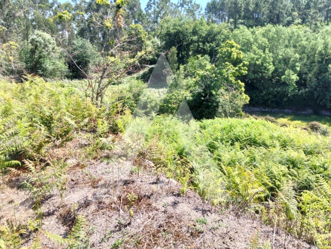 Terreno Agricola ou Rústico para Venda em Navió e Vitorino dos Piães Foto 20