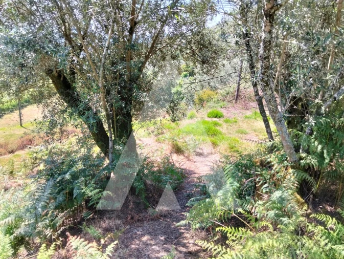 Terreno Agricola ou Rústico para Venda em Navió e Vitorino dos Piães Foto 21