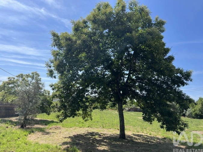 Quinta T3 para Venda em Viseu Foto 19