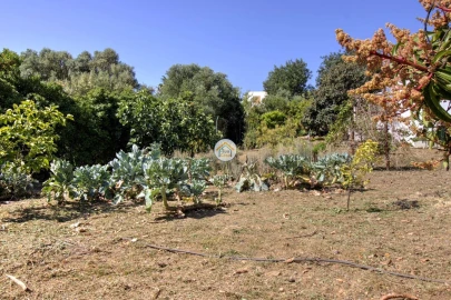 Quinta T3 para Venda em Moncarapacho e Fuseta