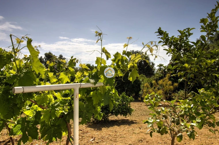 Quinta T3 para Venda em Moncarapacho e Fuseta Foto 22