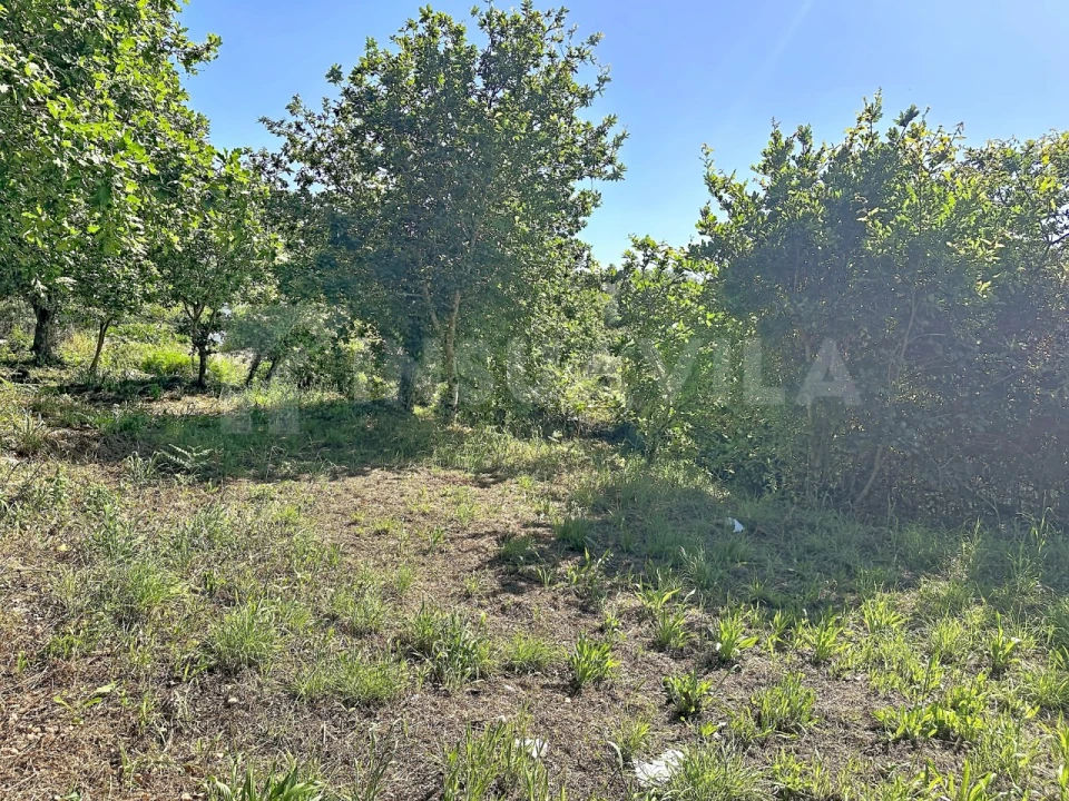 Terreno para Venda em Moledo e Cristelo Foto 4