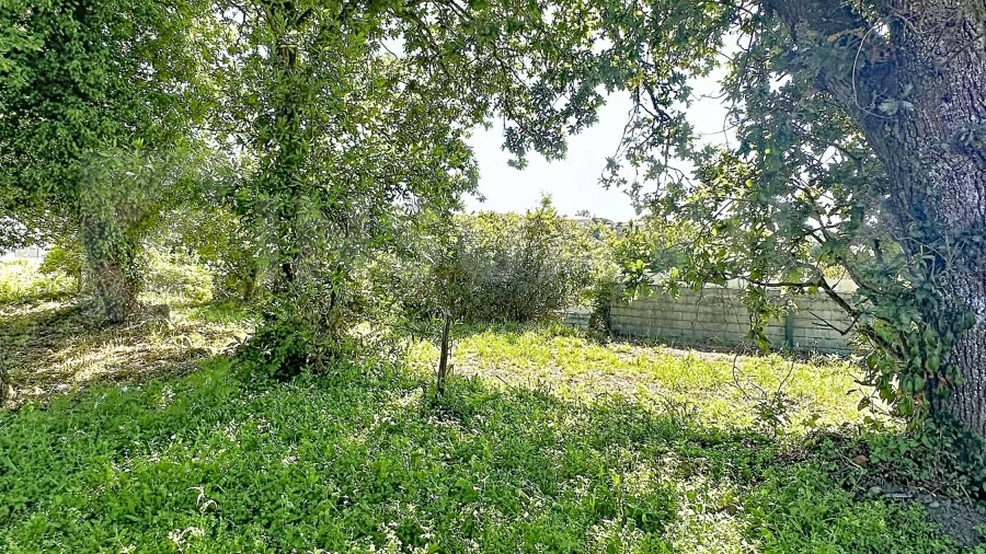 Terreno para Venda em Moledo e Cristelo