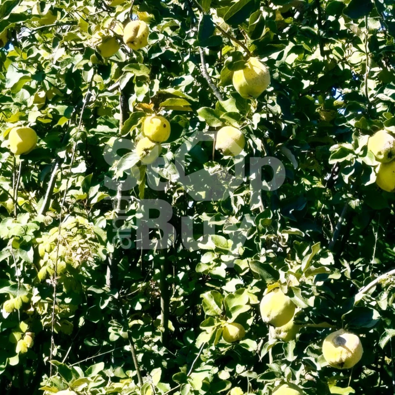 Terreno Misto para Venda em São Domingos e Vale de Água Foto 21