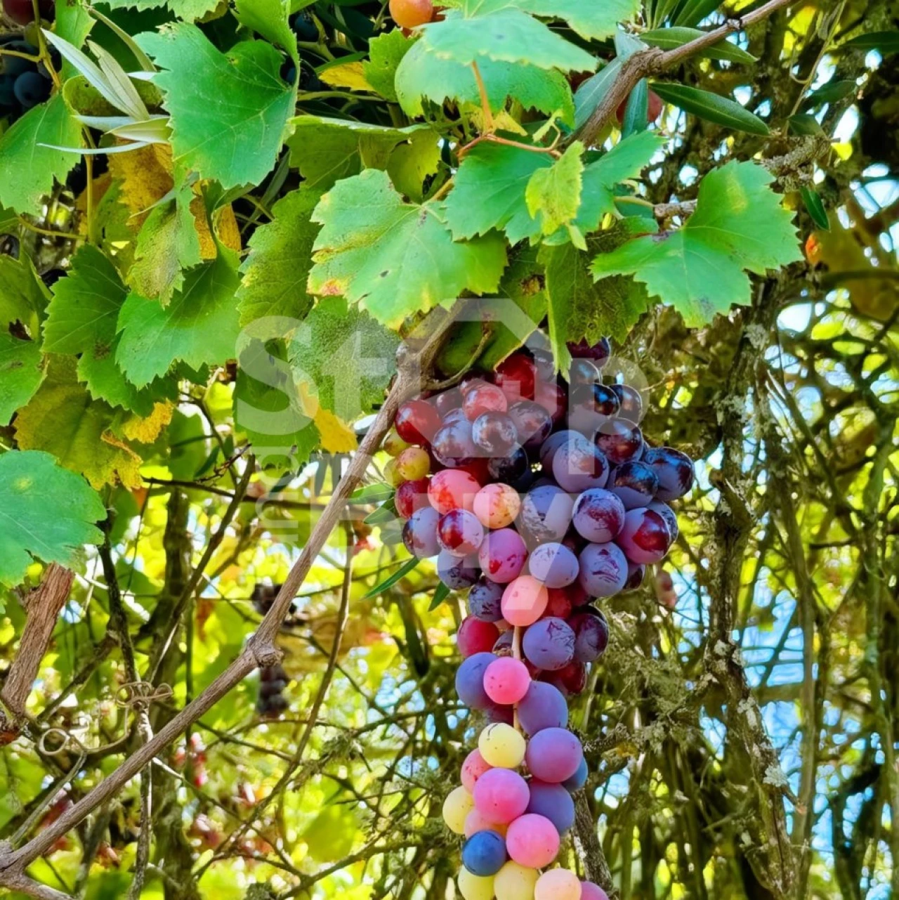 Terreno Misto para Venda em São Domingos e Vale de Água Foto 23