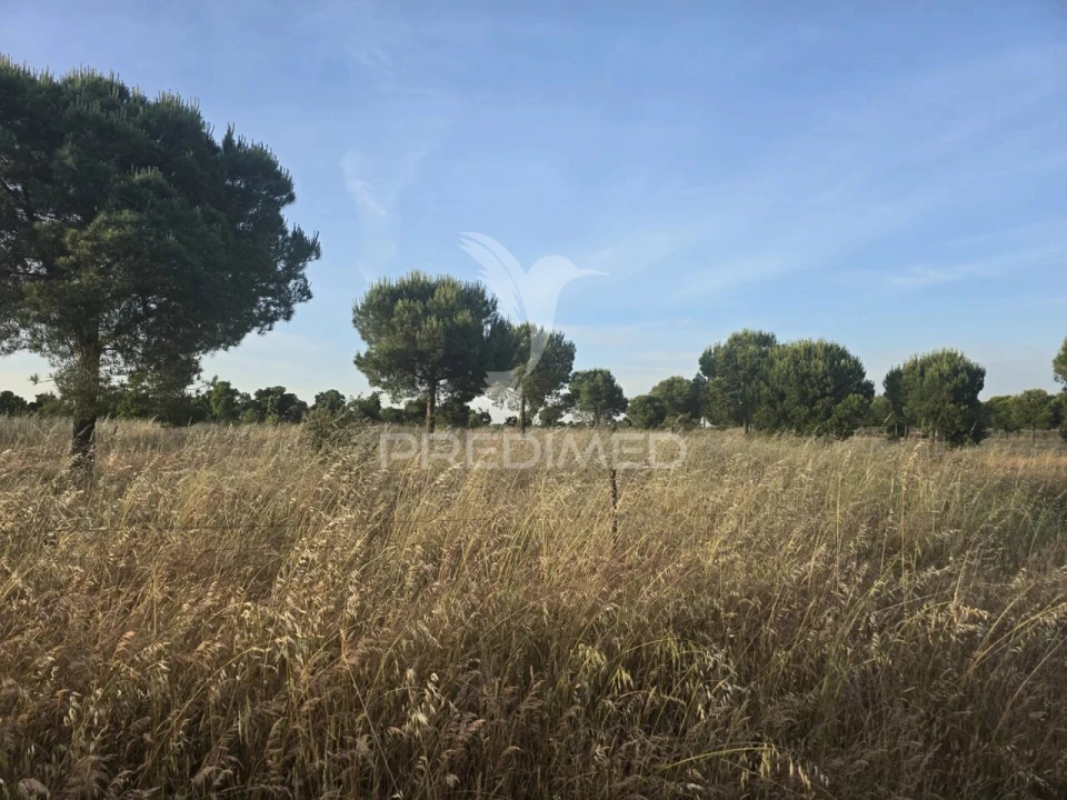 Terreno para Venda em Ourique Foto 2