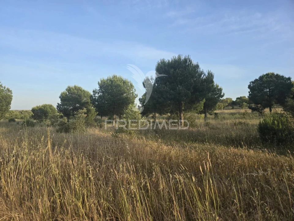 Terreno para Venda em Ourique Foto 4