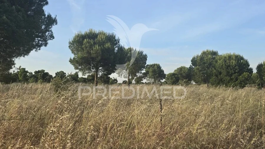 Terreno para Venda em Ourique
