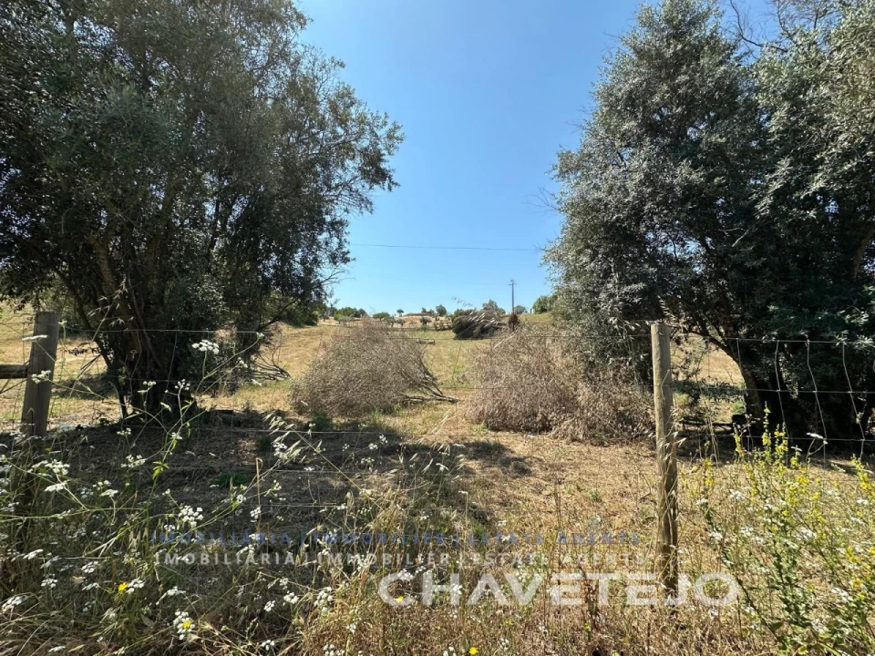 Terreno para Venda em Madalena e Beselga Foto 5