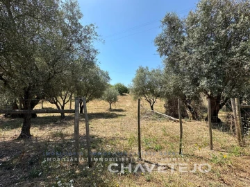 Terreno para Venda em Madalena e Beselga