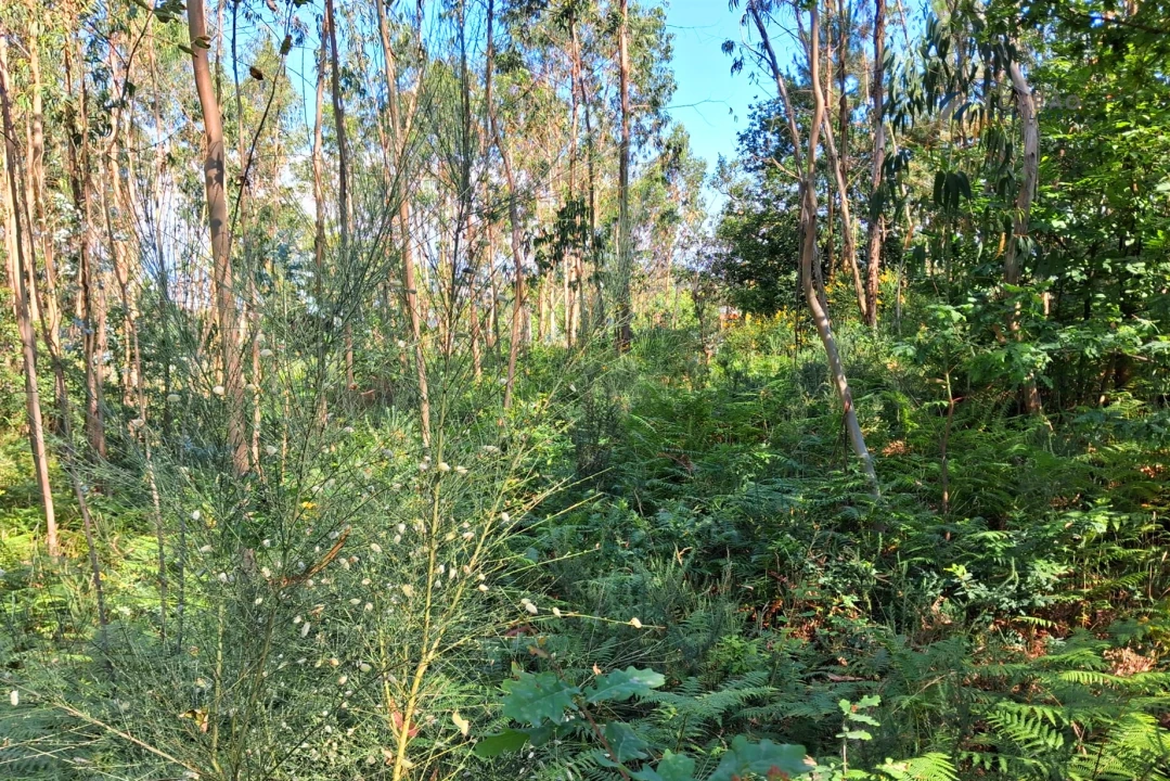 Terreno para Venda em Paredes Foto 11