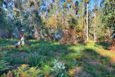 Terreno para Venda em Paredes