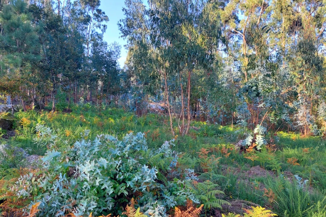 Terreno para Venda em Paredes Foto 10