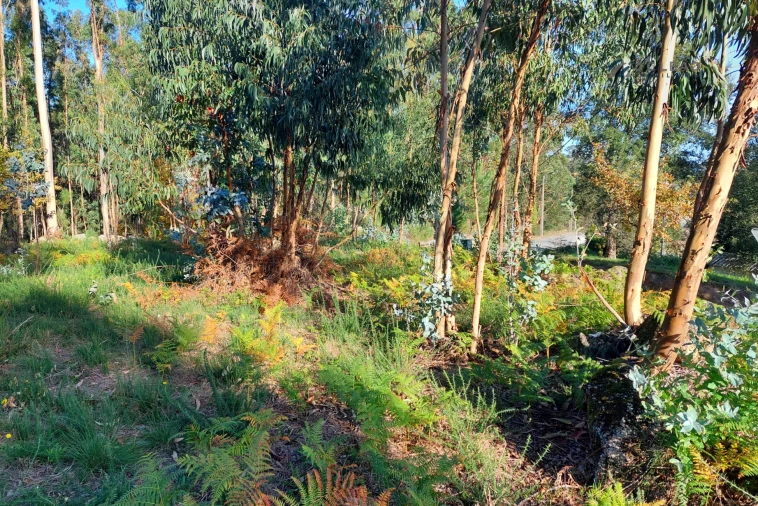 Terreno para Venda em Paredes Foto 7