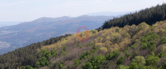 Moradia T3 para Venda em Moreira