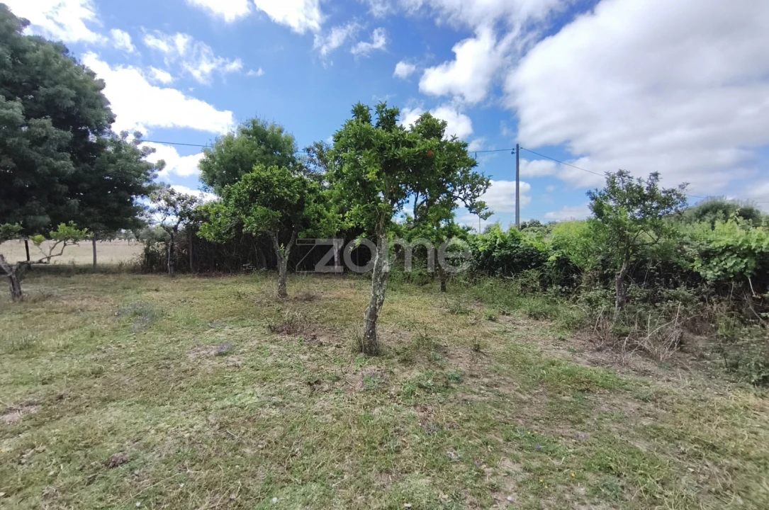 Terreno para Venda em Viana do Alentejo Foto 12