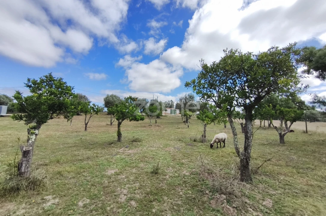 Terreno para Venda em Viana do Alentejo Foto 16