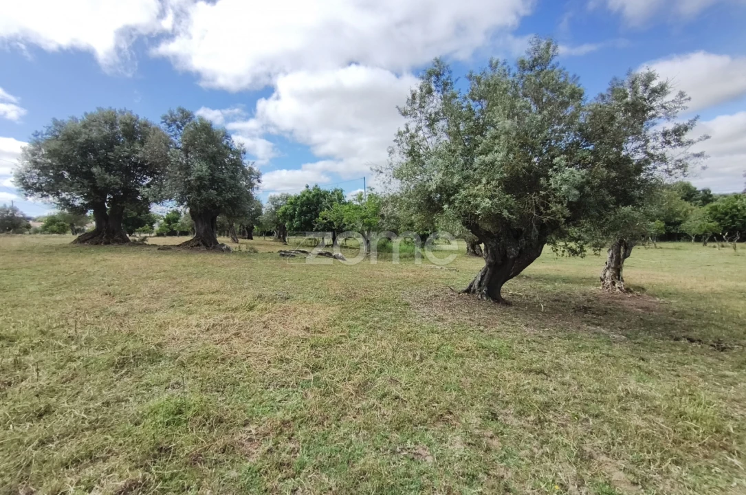 Terreno para Venda em Viana do Alentejo Foto 22