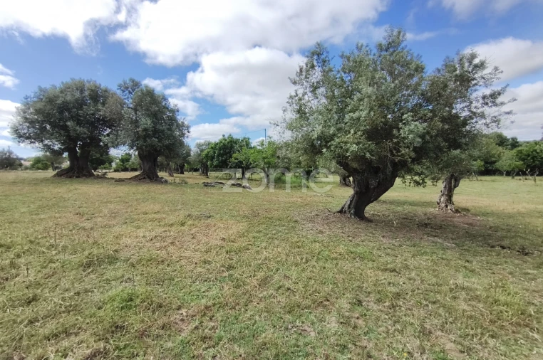 Terreno para Venda em Viana do Alentejo Foto 22