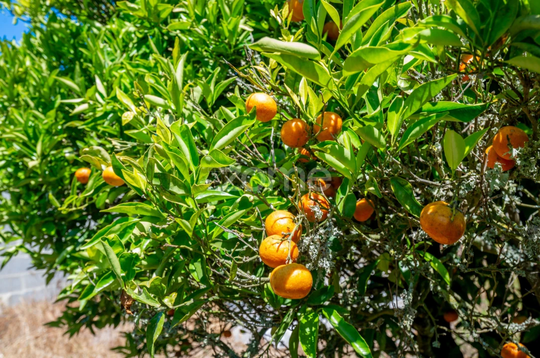 Terreno para Venda em Longueira/Almograve Foto 30