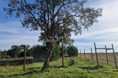 Terreno para Venda em Pegões