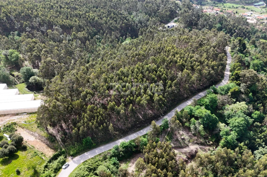 Terreno para Venda em Fonte Arcada e Oliveira Foto 5