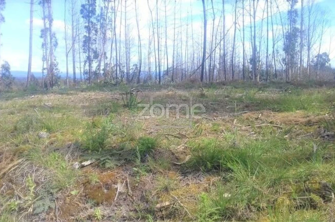 Terreno para Venda em Requeixo, Nossa Senhora de Fátima e Nariz Foto 5