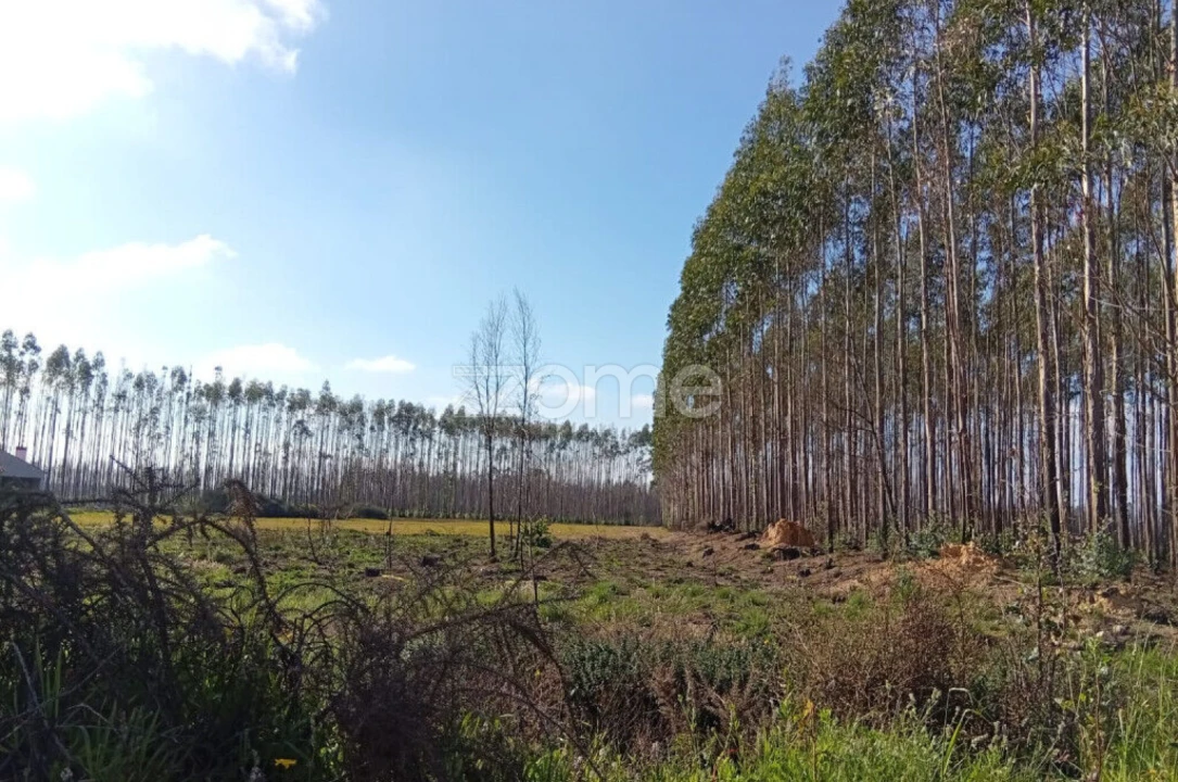 Terreno para Venda em Águeda e Borralha Foto 5