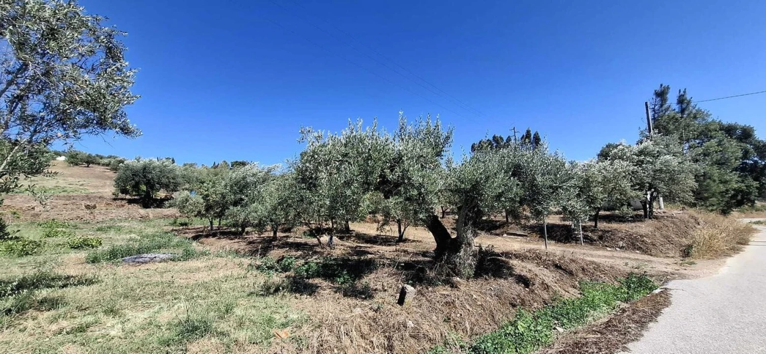 Terreno para Venda em Serra e Junceira Foto 4