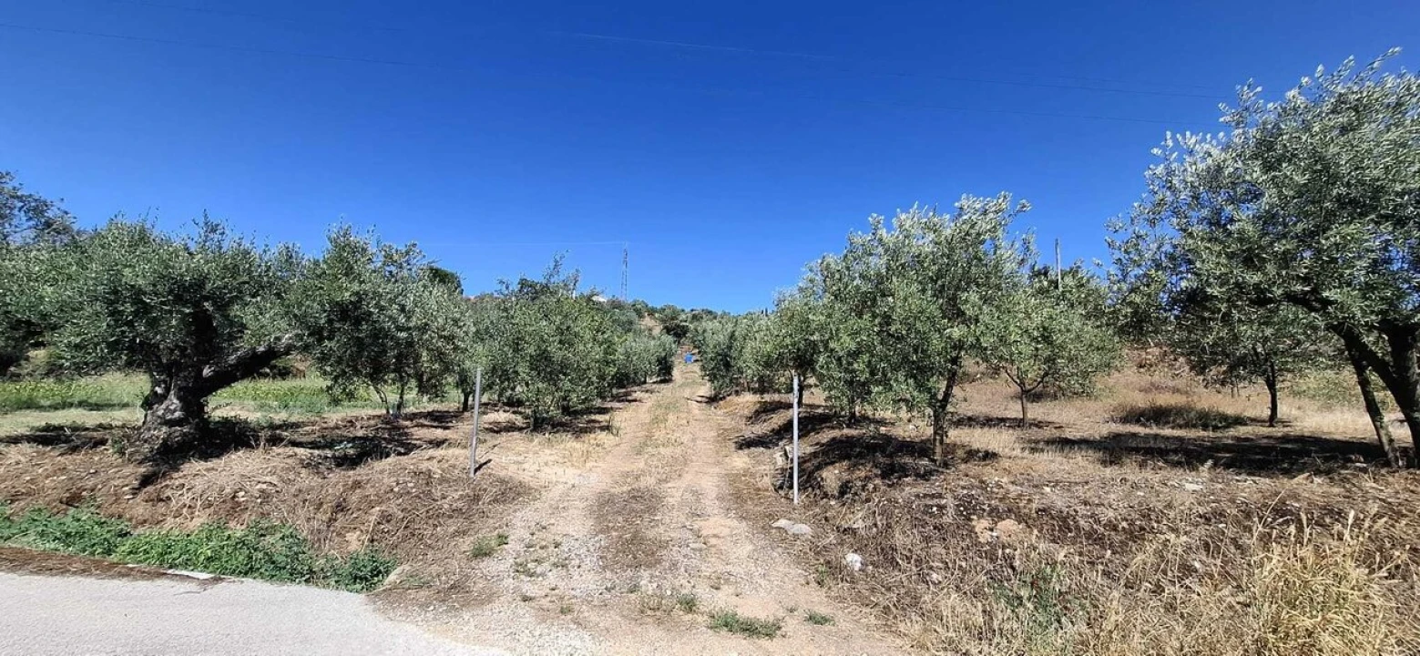 Terreno para Venda em Serra e Junceira Foto 5