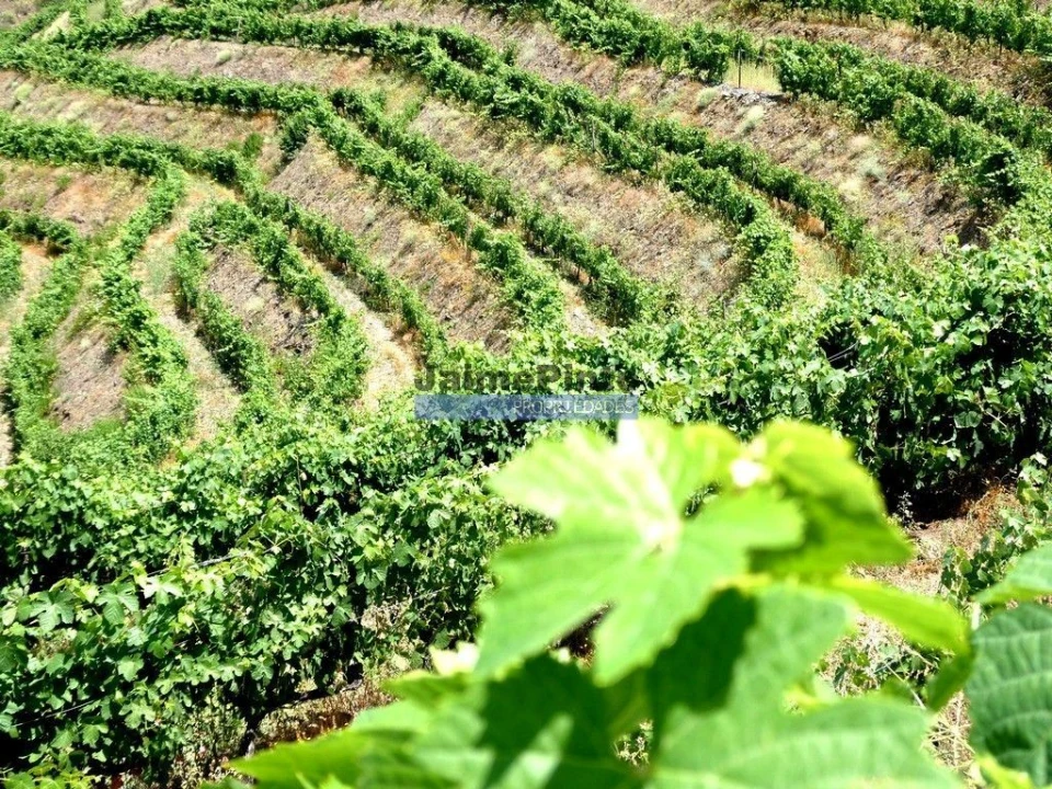 Terreno Agricola ou Rústico para Venda em Vila Nova de Foz Côa Foto 3