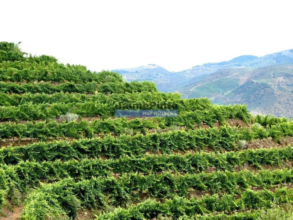 Terreno Agricola ou Rústico para Venda em Vila Nova de Foz Côa Foto 5