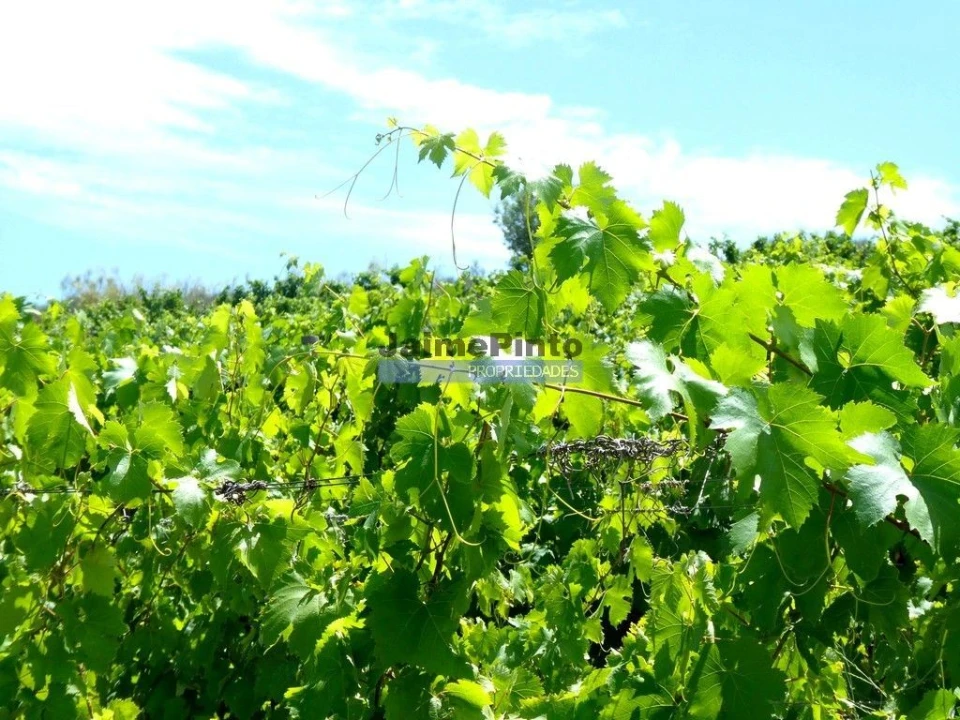 Terreno Agricola ou Rústico para Venda em Vila Nova de Foz Côa Foto 6