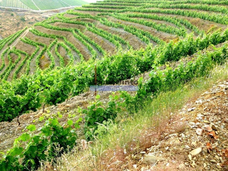 Terreno Agricola ou Rústico para Venda em Vila Nova de Foz Côa Foto 8