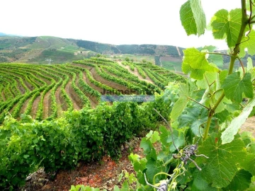 Terreno Agricola ou Rústico para Venda em Vila Nova de Foz Côa