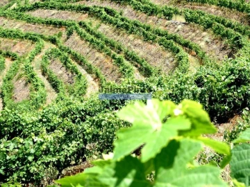 Terreno Agricola ou Rústico para Venda em Vila Nova de Foz Côa